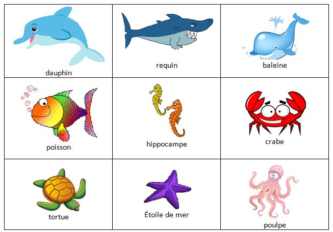 Les animaux marins vocabulaire