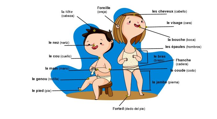 Les parties du corps