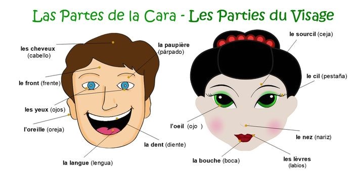Les parties du corps